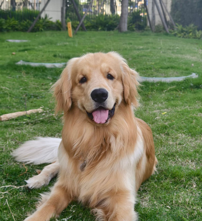 Step 1 | Upload Your Pet's Photo